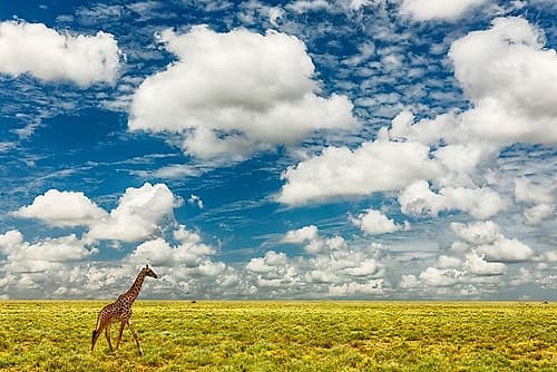 Masai Giraffe on open plains of Serengeti National Park-Tanzania-Africa-Giraffa Wildlife Print